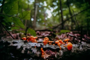 عکاسی هنری از طبیعت