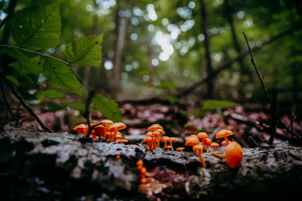 عکاسی هنری از طبیعت