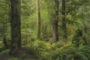 عکاسی طبیعت فرمالیته