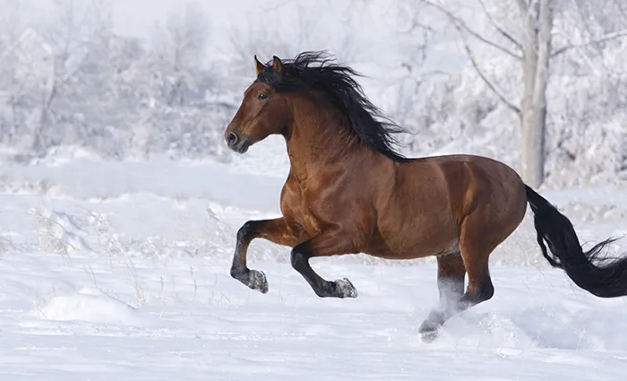 استایل عکاسی با اسب